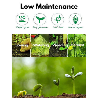 Elegant Climbing Rose Flower Seeds | 🔥Hybrid & Imported Quality🔥